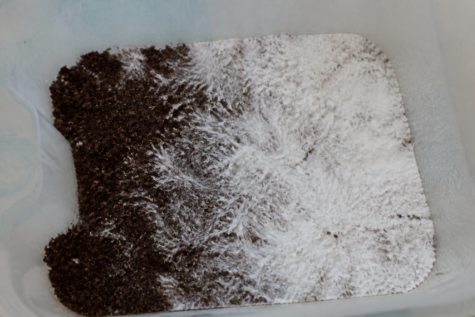 Hoe mycelium groeit op substraat