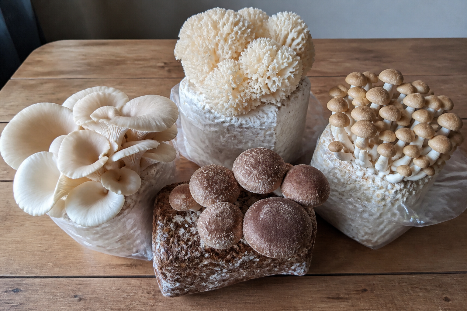 Paddenstoelsoorten voor thuiskweek