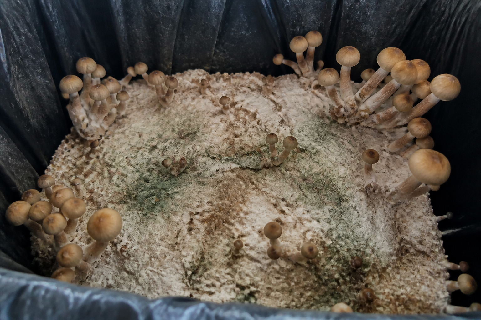Problemen ziektes en contaminatie